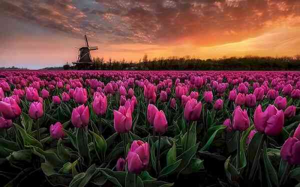 ý nghĩa hoa tulip