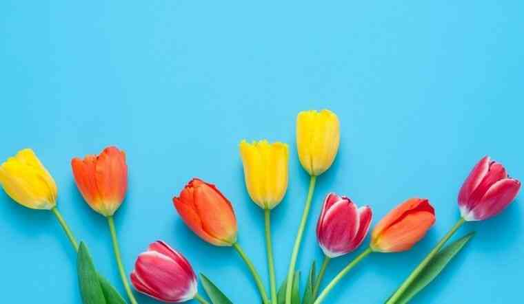hoa tulip ý nghĩa gì