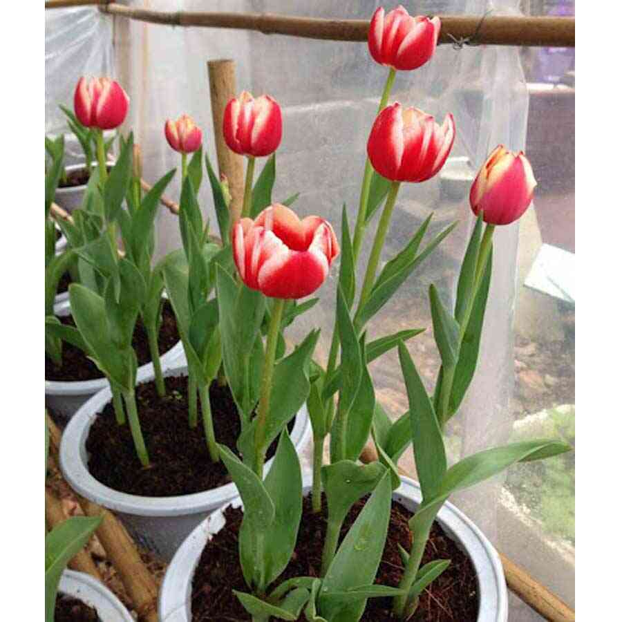 Hoa tulip giá bao nhiêu tiền? 