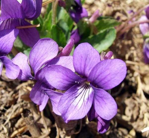 Ý nghĩa của  Hoa Violet