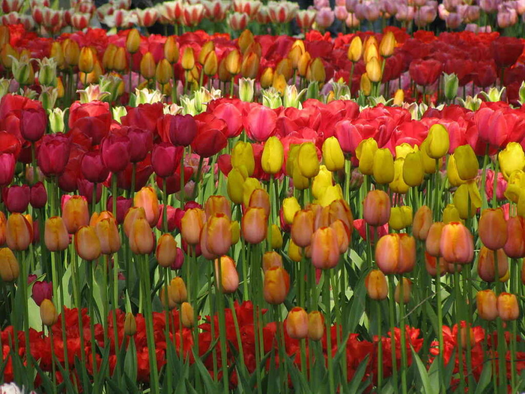 ý nghĩa màu sắc hoa tulip