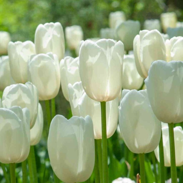 ý nghĩa hoa tulip trắng