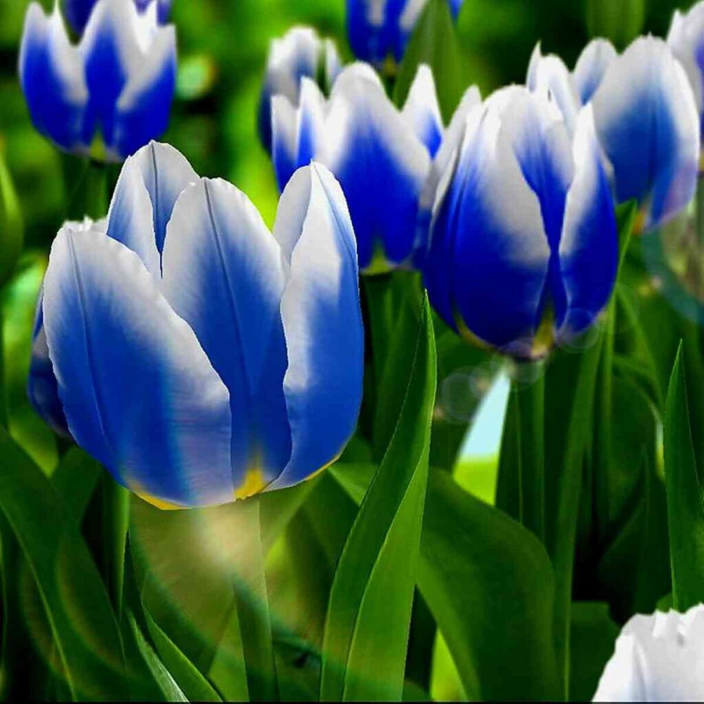 ý nghĩa hoa tulip xanh