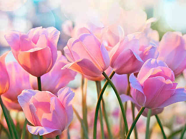 hoa tulip hồng ý nghĩa gì