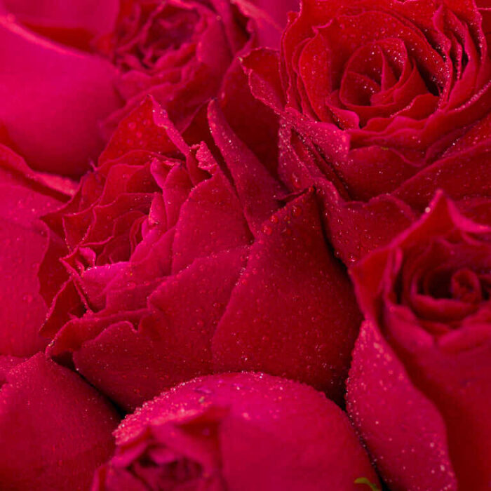 bó hoa hồng đỏ