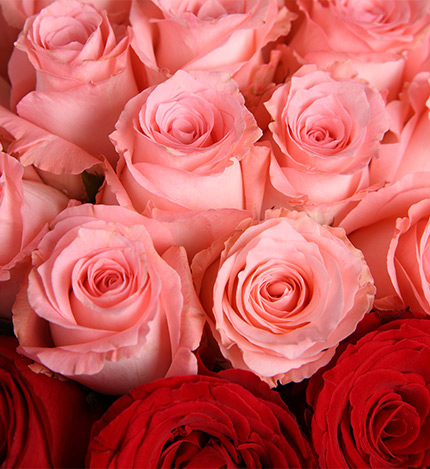 Bó hoa hồng đỏ dành tặng