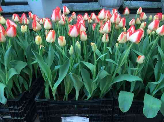 giá hoa tulip