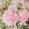 Bó hoa cẩm chướng màu hồng