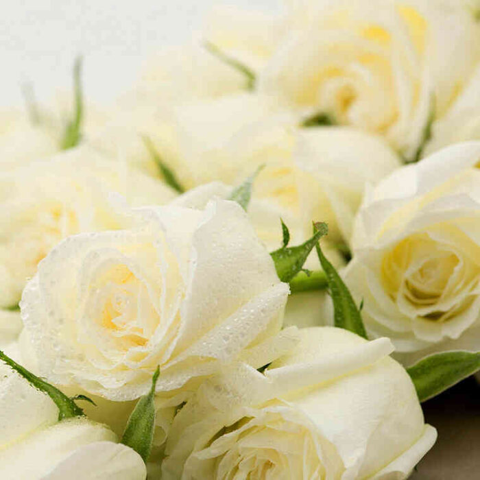 Hộp hoa hồng màu trắng với 33 cành