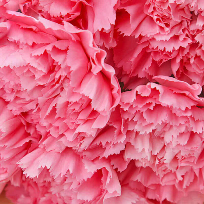 Bó hoa cẩm chướng bột