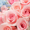 Bó hoa hồng phấn và cẩm tú cầu xanh 26 cành