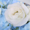 Bó hoa trắng kết hợp cùng cẩm tú cầu xanh