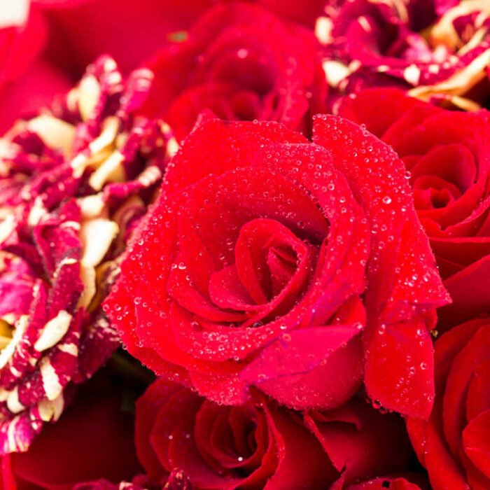 Bó hoa hồng đỏ rực