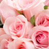 Bó hoa hồng 19 cành hồng phấn