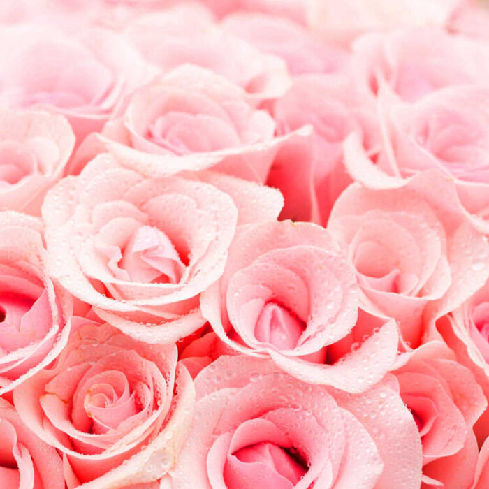 Bó hoa hồng bao gồm 66 bông hồng