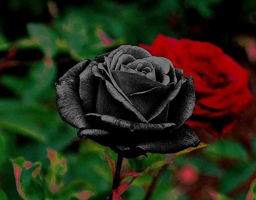 Ý nghĩa hoa hồng đen