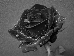 Hoa hồng đen có ý nghĩa gì?
