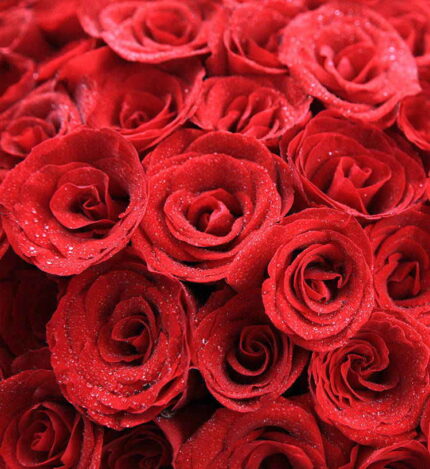 Bó hoa hồng cho tình yêu