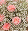Bó hoa hồng Diana kết hợp cùng bó hoa sao trắng dành tặng cho các dịp đặc biệt như sinh nhật, chúc mừng
