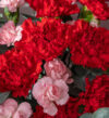 Bó hoa Cẩm Chướng màu đỏ và hồng chúc mừng cho các dịp đặc biệt
