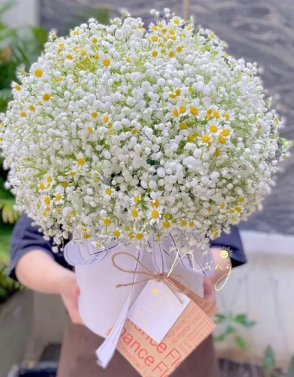 Mẫu giỏ hoa bi trắng tặng các dịp