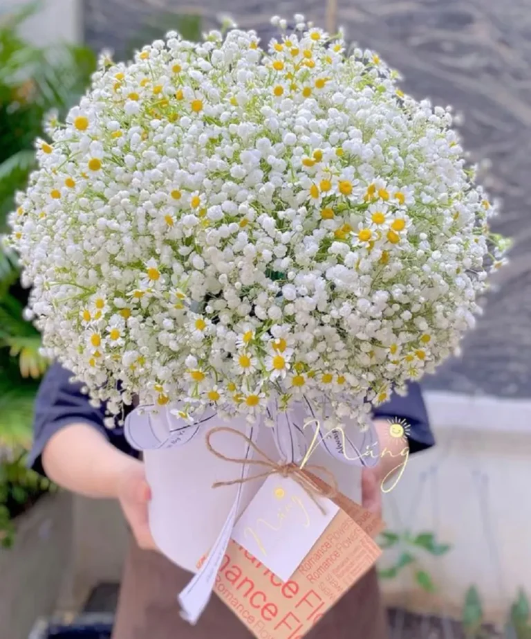 Mẫu giỏ hoa bi trắng tặng các dịp